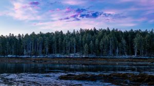 Trees 