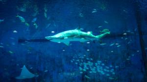shark